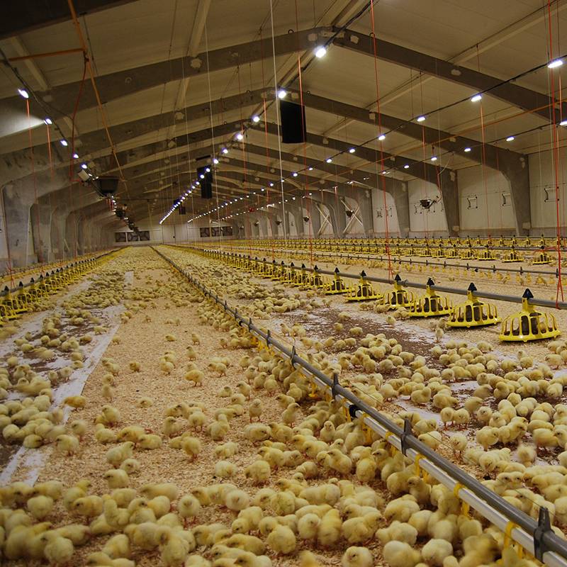 Ulaanbaatar Poultry Farm Building