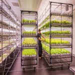 Biological Greenhouse for Vegetable and Fruit Seeds