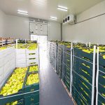 Cold Storage Rooms for Vegetables and Fruits